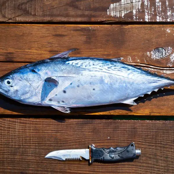 5 Best Spearfishing Knives in 2022 (Reviews And Buyers Guide)