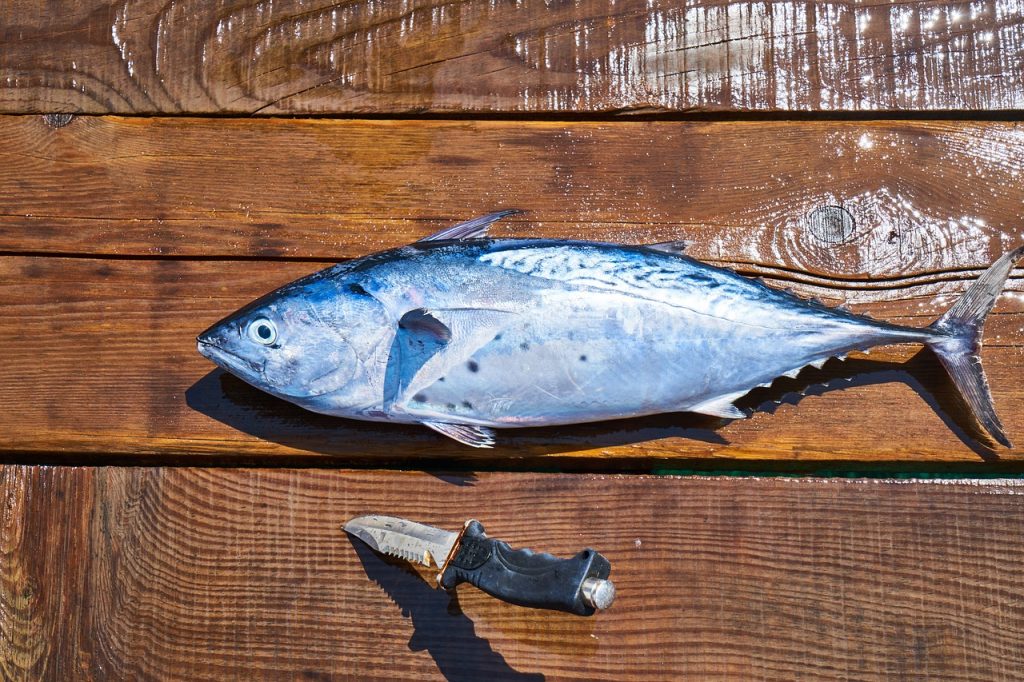 fish laying along the best spearfishing knife